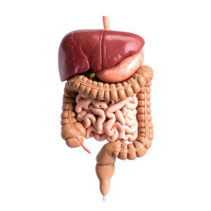 Digestive Wellness